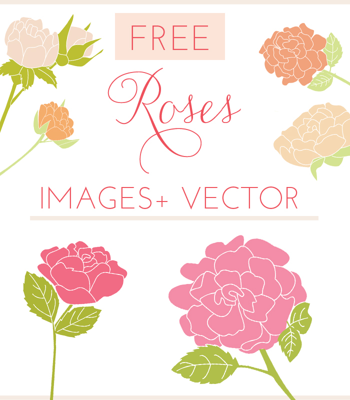free rose vector