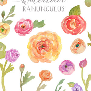 watercolor clip art watercolor ranunculus