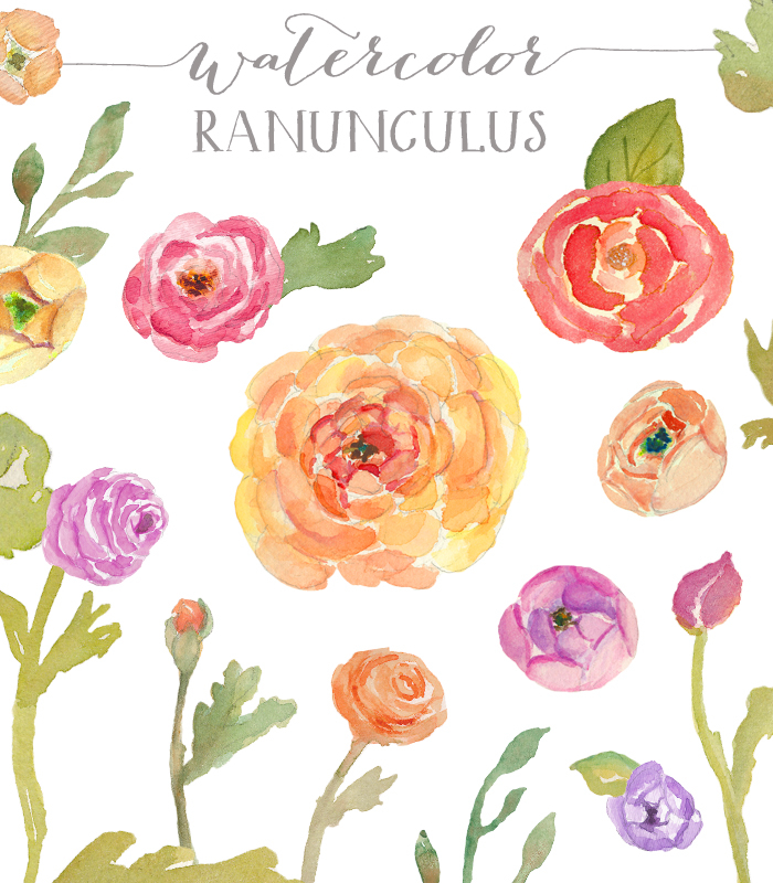 watercolor clip art watercolor ranunculus